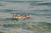 Bardolino
