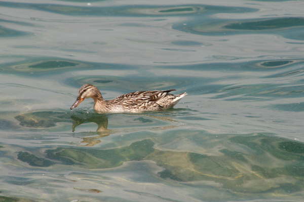 Bardolino