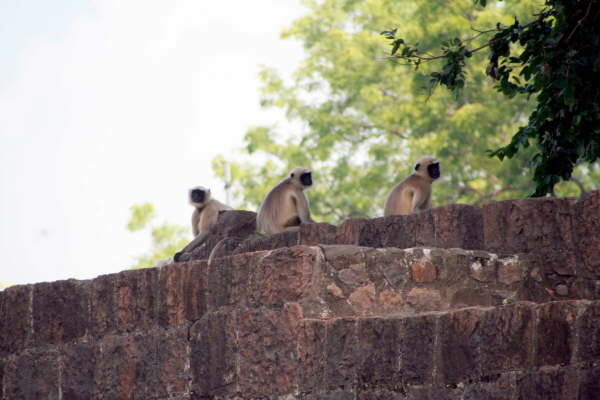 Fort Daulatabad