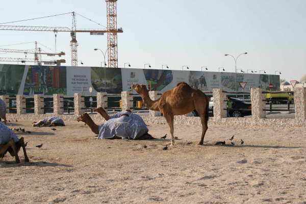 Doha