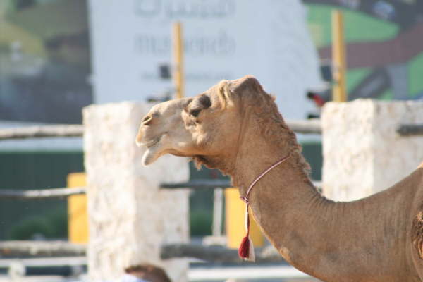 Doha
