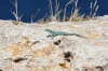 Formentera