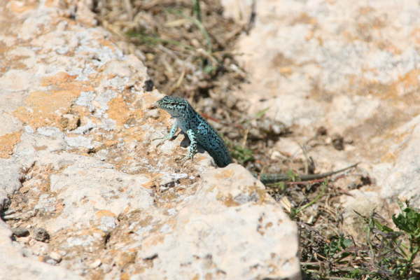 Formentera