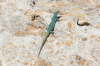 Formentera