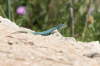 Formentera