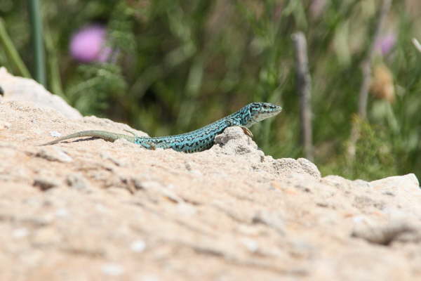 Formentera
