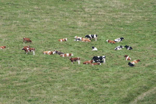 Schwarzwald