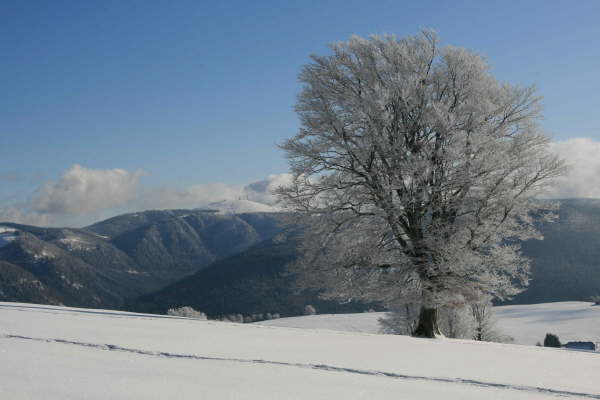 Schwarzwald