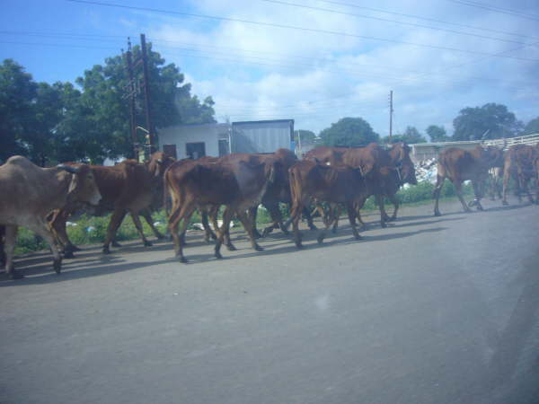 Impressionen Indien